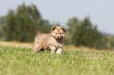 CHIEN FINNOIS DE LAPONIE 341